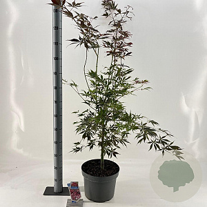 Acer pal. 'Sumi-nagashi' 120-130 cm 10L