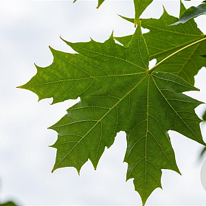 Acer plat. 'Globosum' 10-12 HO draadkluit