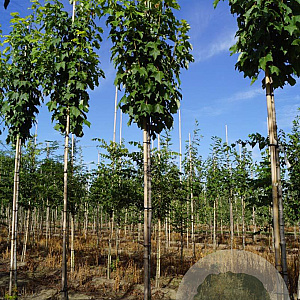 Acer rubrum 'Scanlon' 6-8 HO draadkluit