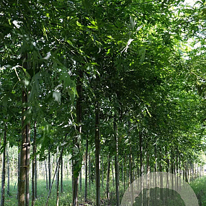 Acer s. 'Born's Gracious' 14-16 HO draadkluit