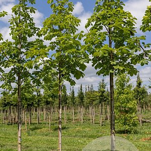Aesculus hip. 'Baumannii' 16-18 HO draadkluit