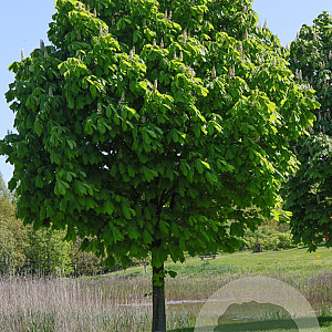 Aesculus turbinata 16-18 HO draadkluit