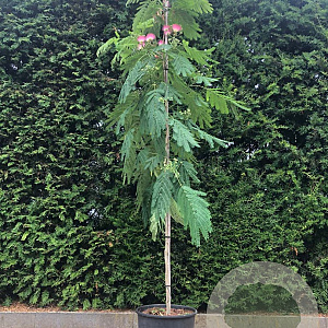 Albizia julibr. 'Boubri' 6-8 HO 15L