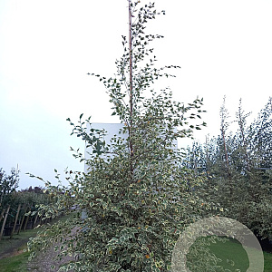 Betula nigra 'Shiloh Splash' 300-350 cm draadkluit meerstammig