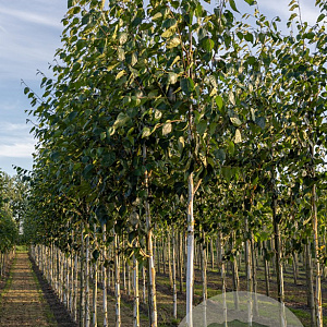 Betula papyrifera 6-8 HO draadkluit