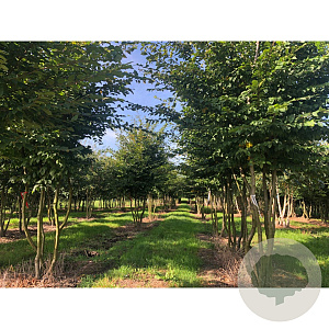 Betula p. 'Laciniata' 400-450 cm draadkluit meerstammig