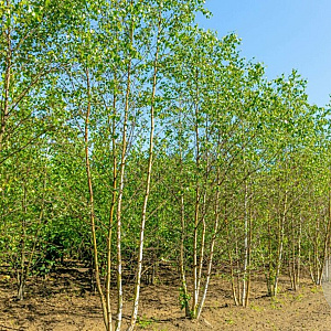 Betula p. 'Zwitsers Glorie' 200-250 cm 40L meerstammig