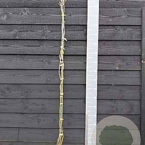 Campsis rad. 'Judy' 150-175 cm vierkant rond 5,5L