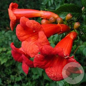 Campsis rad. 'Stromboli' 150-175 cm vierkant rond 5,5L