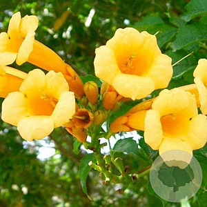 Campsis t. Summer Jazz Gold 150-175 cm vierkant rond 5,5L