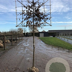 Carpinus betulus 14-16 HO draadkluit lei 180x150 200 cm stam