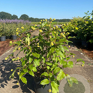 Cephalanthus o. Magical Moonlight 40-60 cm 10L