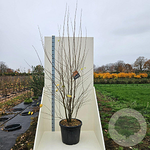 Cercidiphyllum japonicum 200-250 cm cont. 55L meerstammig