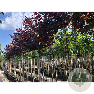 Cercis can. 'Forest Pansy' 6-8 HO 15L 180 cm stam