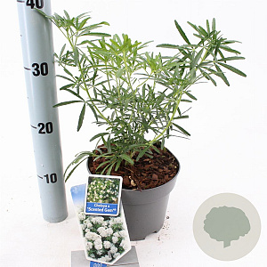 Choisya t. Scented Gem 20-25 cm 2,0L