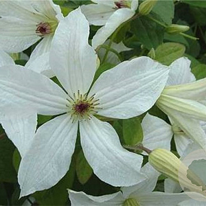 Clematis Forever Friends 150-175 cm vierkant rond 5,5L