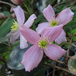 Clematis 'Freda' 80-100 cm rozenpot 2L