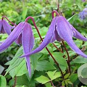 Clematis 'Helsingborg' 80 cm rozenpot 2L