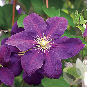 Clematis 'Jackmanii' 60-65 cm rozenpot 2L