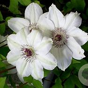 Clematis 'Miss Bateman' 60-65 cm rozenpot 2L