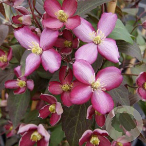 Clematis 'Van Gogh' 80 cm rozenpot 2L