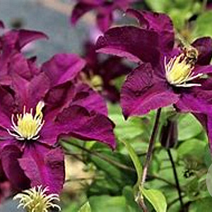 Clematis 'Warszawska Nike' 80 cm rozenpot 2L