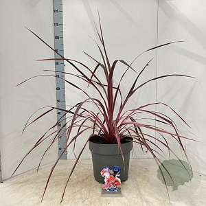 Cordyline 'Salsa' 70-80 cm 12L