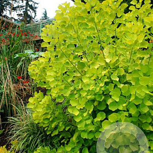 Cotinus cog. 'Ancot' 60-80 cm met kluit