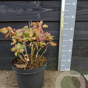 Cotinus cog. 'Old Fashioned' 30-40 cm 7,5L
