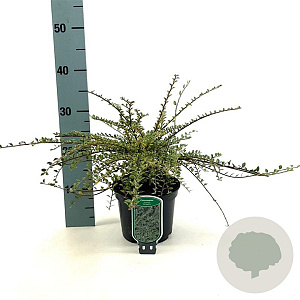 Cotoneaster atrop. 'Variegatus' 25-30 cm 2,0L