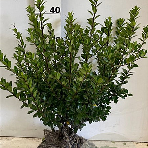 Ilex crenata 'Caroline Upright' 40-50 cm met kluit