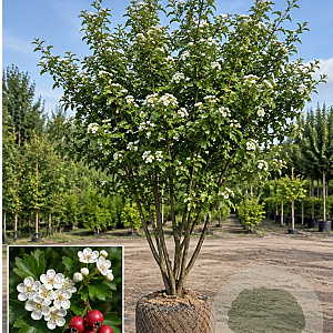 Crataegus laev. 'Mutab. Ravnholdt' 300-350 cm draadkluit meerstammig