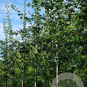 Crataegus laev. 'Plena' 6-8 HO draadkluit