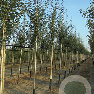Crataegus media 'Paul's Scarlet' 14-16 HO draadkluit 250 cm stam