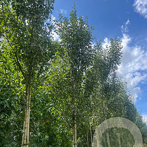 Crataegus monogyna 'Stricta' 10-12 HO draadkluit