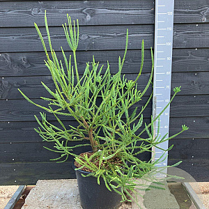 Cryptomeria j. 'Araucarioides' 80-100 cm 20L solitair