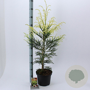Cryptomeria j. 'Barabits Gold' 60-80 cm 5,0L