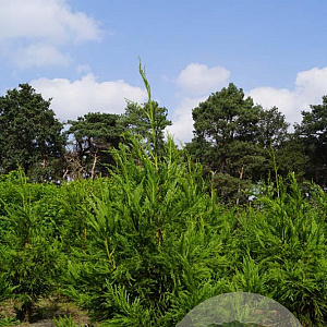 Cryptomeria j. 'Cristata' 250-300 cm draadkluit solitair