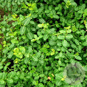 Euonymus fort. 'Minimus' 15-20 cm P13