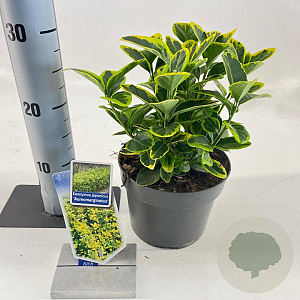 Euonymus jap. 'Aureomarginatus' 20-25 cm 2,0L