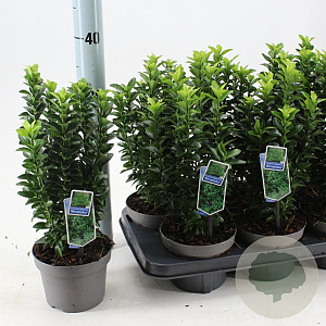 Euonymus jap. 'Microphyllus' 15-20 cm P13