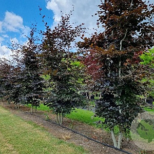 Fagus syl. 'Atropunicea' 400-450 cm cont. 285L meerstammig