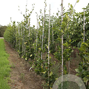 Fagus syl. 'Dawyck' 6-8 HO draadkluit geveerd