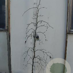 Fagus syl. 'Purpurea Pendula' 125-150 cm 10L