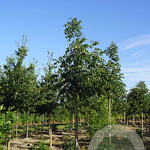 Fraxinus amer. 'Autumn Applause' 10-12 HO draadkluit