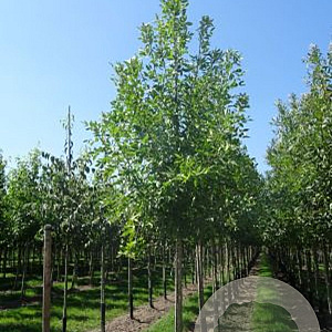 Fraxinus pen. 'Summit' 10-12 HO draadkluit