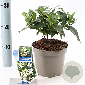Gardenia jasm. Pinwheel 25-30 cm 2,0L