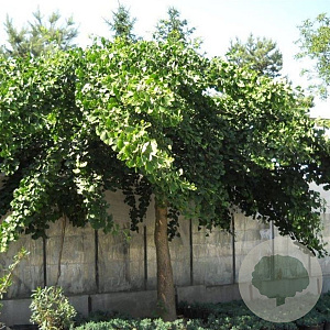 Ginkgo bil. 'Pendula' 6-8 HO draadkluit geveerd