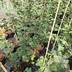 Ginkgo bil. 'Tit' 60-80 cm 4,0L spil