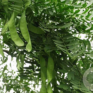 Gleditsia sinensis 12-14 HO draadkluit